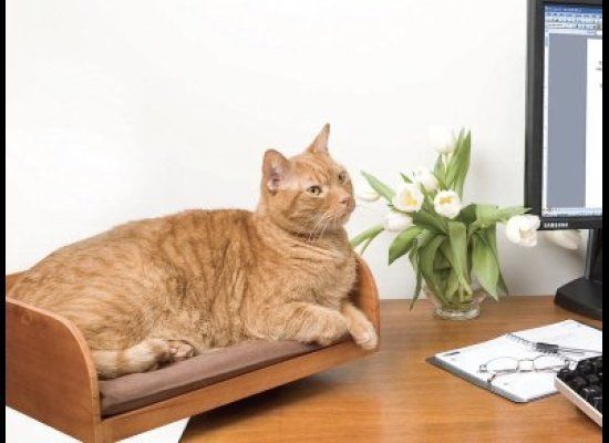 Desktop Cat Seat